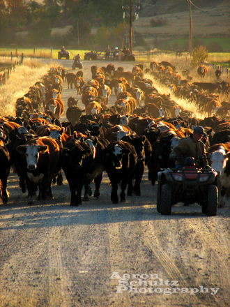 Cattle herd and cowboy